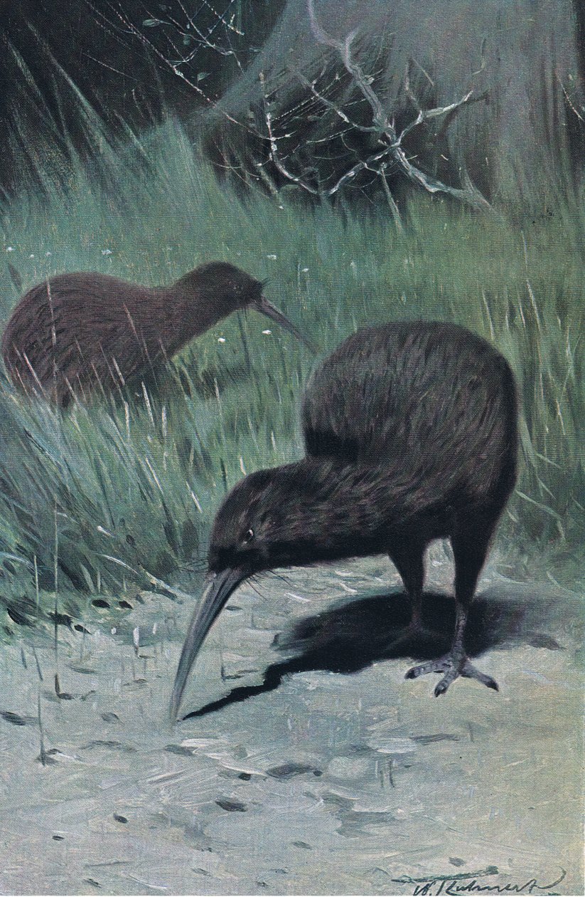 Kiwi, illustrazione da Fauna del Mondo, c.1910 da Wilhelm Kuhnert