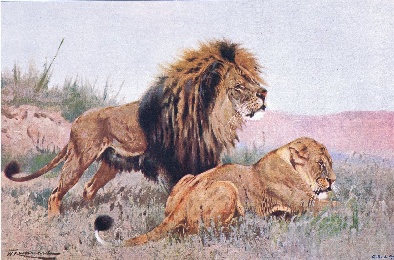 Leone e leonessa, illustrazione da Wildlife of the World, c.1910 da Wilhelm Kuhnert