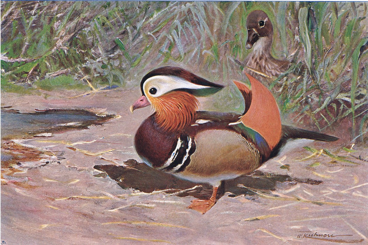 Anatra mandarina, da Wildlife of the World pubblicato da Frederick Warne & Co, c.1900 da Wilhelm Kuhnert