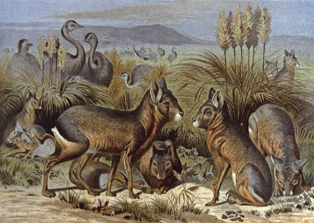 Mara o Lepre della Patagonia da Wilhelm Kuhnert