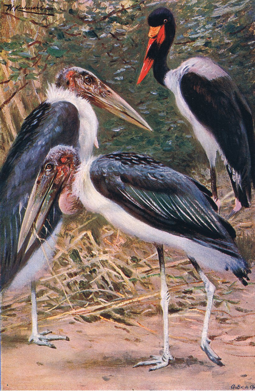 Marabù e Jabiru, illustrazione da Wildlife of the World, c.1910 da Wilhelm Kuhnert
