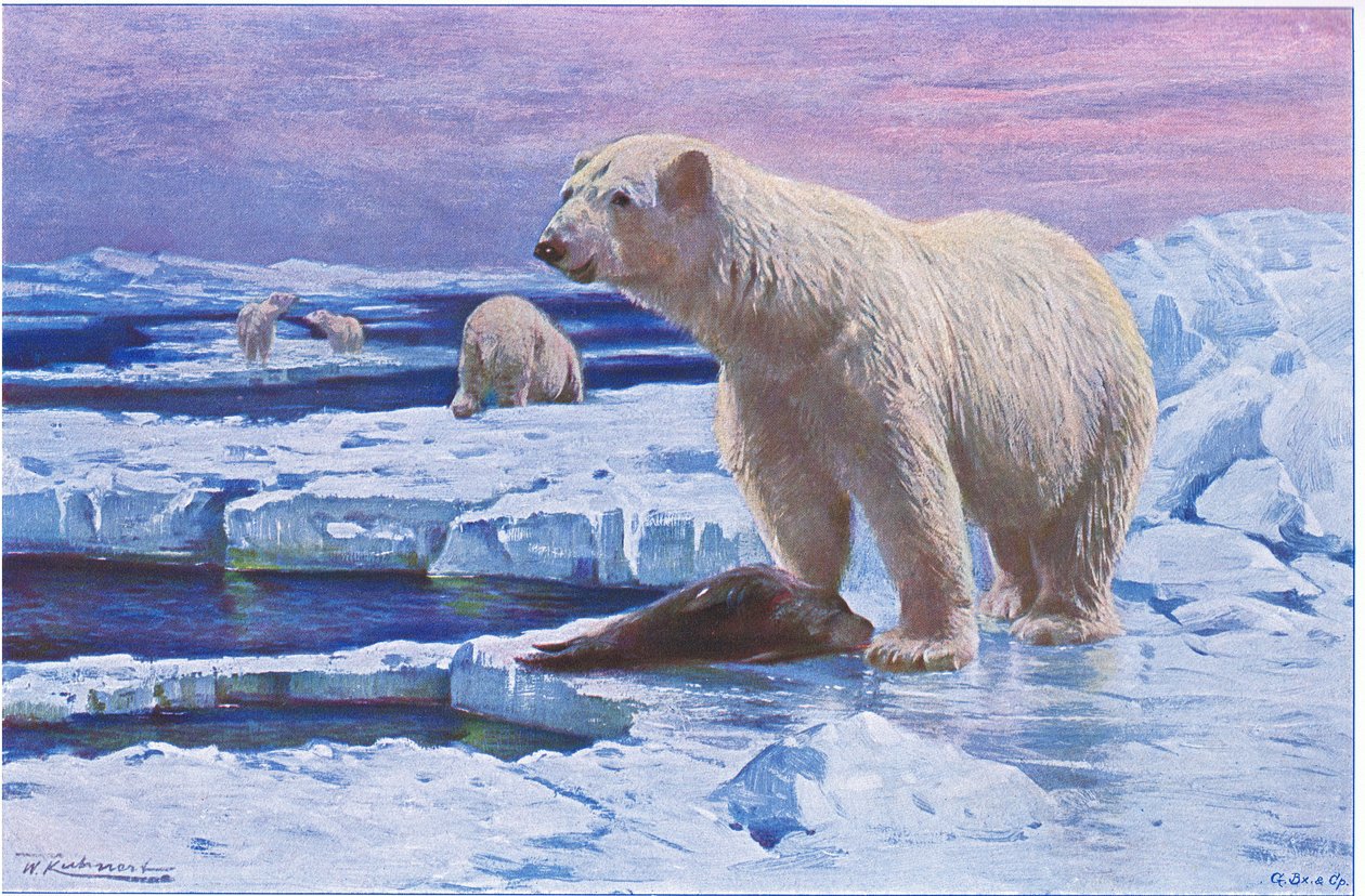 Orso polare, da Wildlife of the World pubblicato da Frederick Warne & Co, c.1900 da Wilhelm Kuhnert