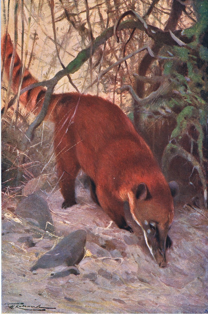 Coati rosso, da Wildlife of the World pubblicato da Frederick Warne & Co, c.1900 da Wilhelm Kuhnert