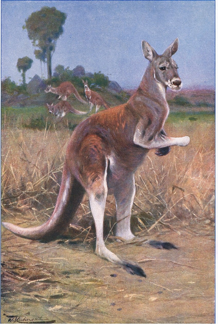 Canguro Rosso, illustrazione da Fauna del Mondo, c.1910 da Wilhelm Kuhnert