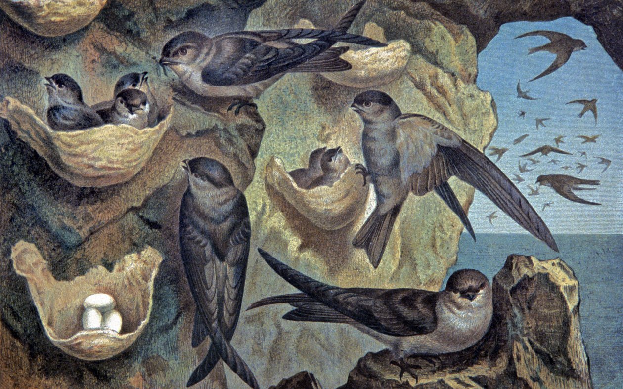 Salangana delle Mascarene da Wilhelm Kuhnert