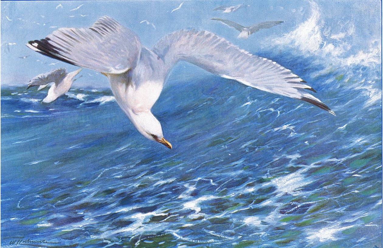Gabbiano argentato, da Wildlife of the World pubblicato da Frederick Warne & Co, c.1900 da Wilhelm Kuhnert