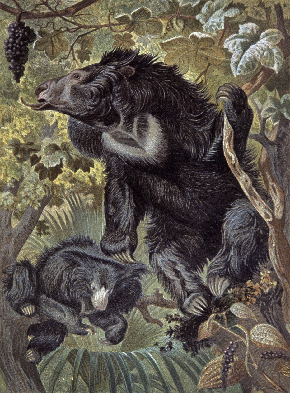 Orso labiato da Wilhelm Kuhnert