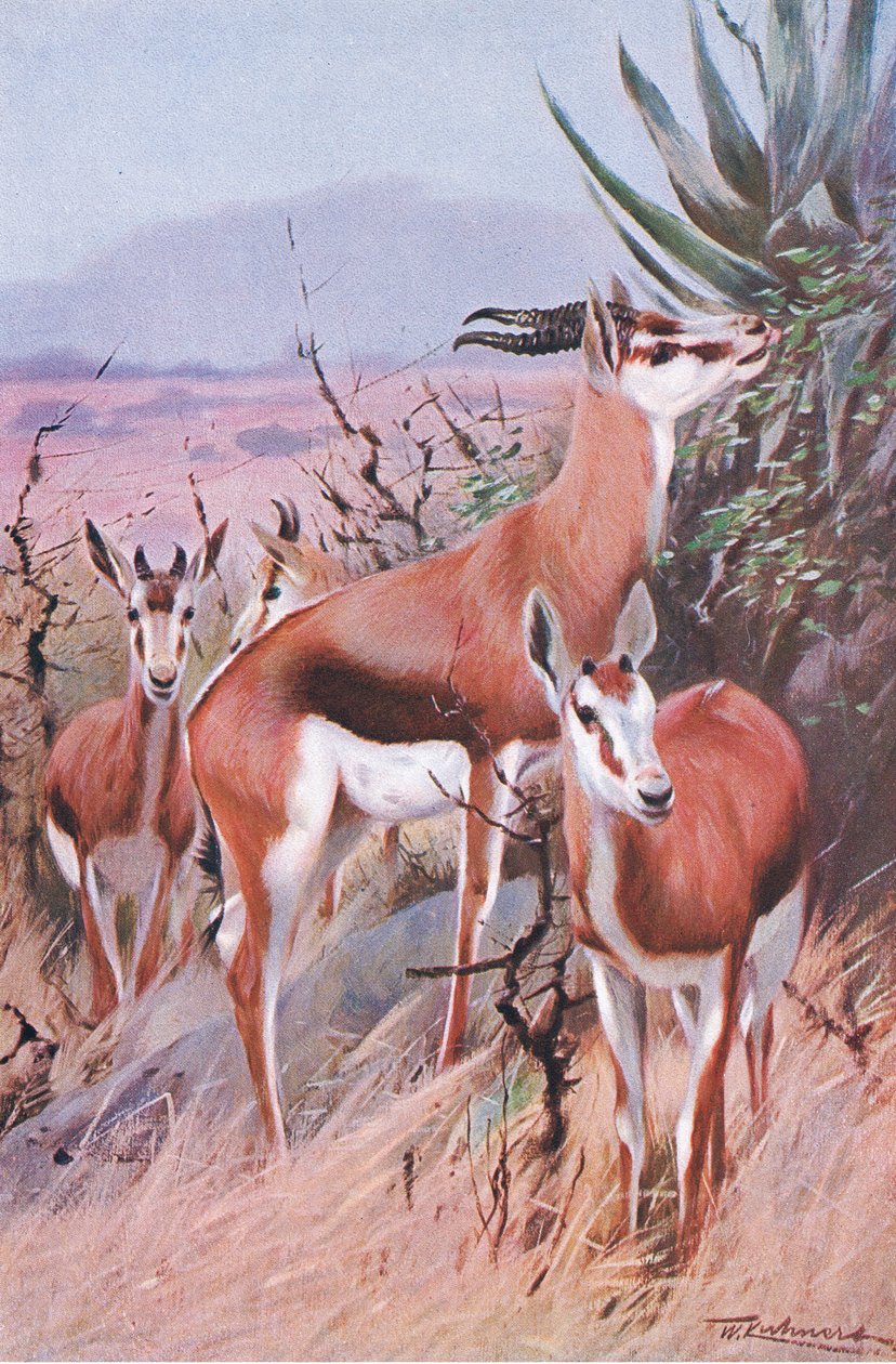 Springbok, illustrazione da Wildlife of the World, c.1910 da Wilhelm Kuhnert