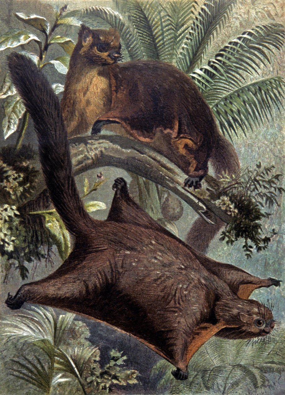 Taguani, scoiattolo volante da Wilhelm Kuhnert