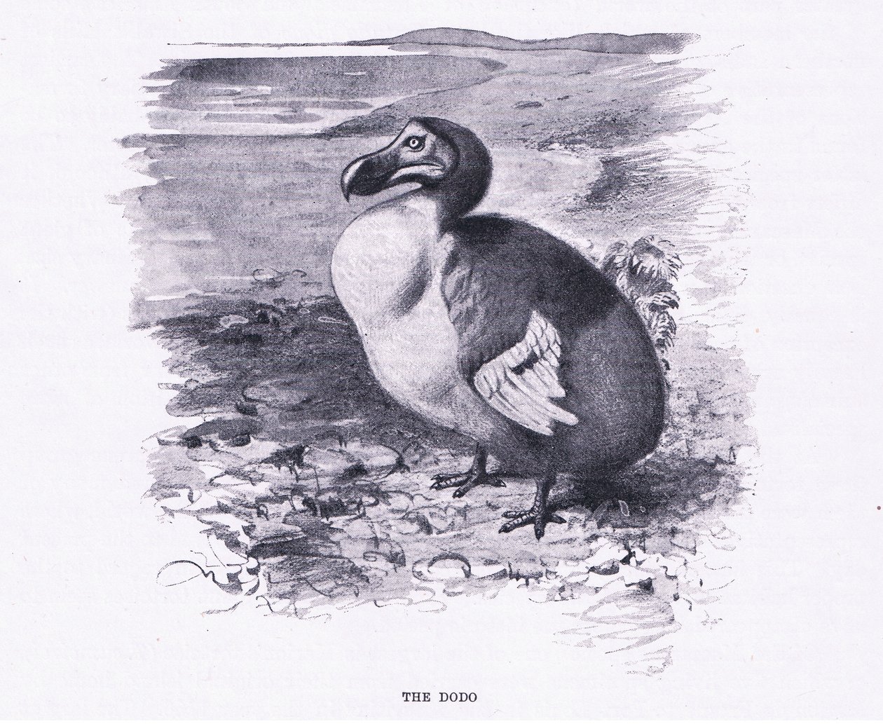 Il Dodo, illustrazione da Fauna del Mondo, c.1910 da Wilhelm Kuhnert