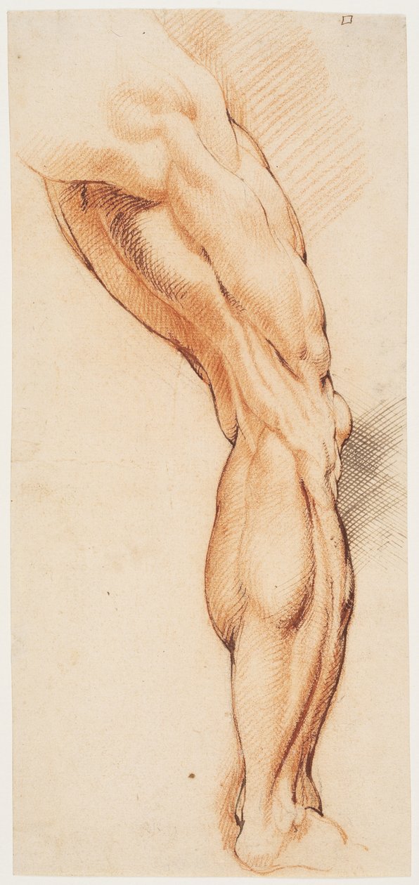 Studio anatomico. Gamba destra scorticata di un uomo vista da dietro, girata a destra da Willem Panneels