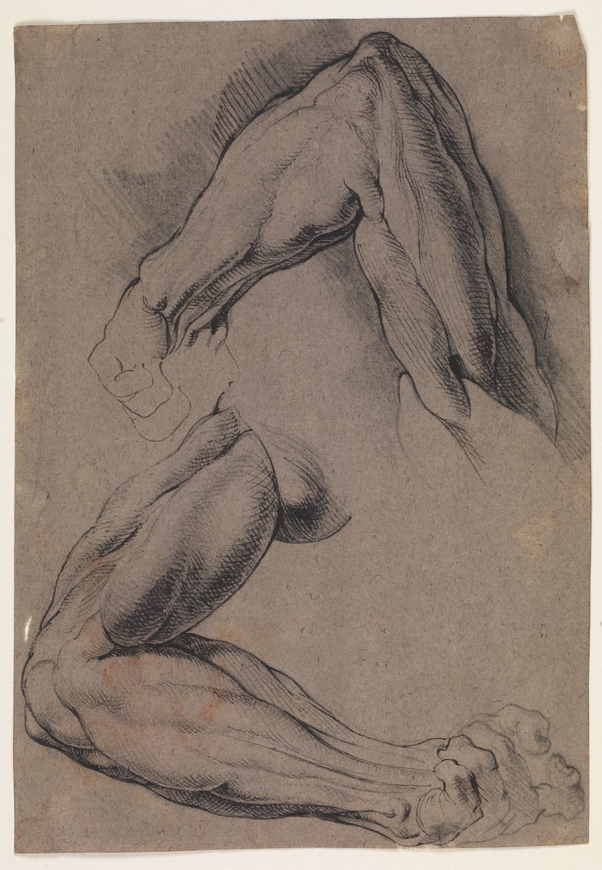 Studio anatomico (écorché). Due studi del braccio sinistro scuoiato di un uomo da Willem Panneels