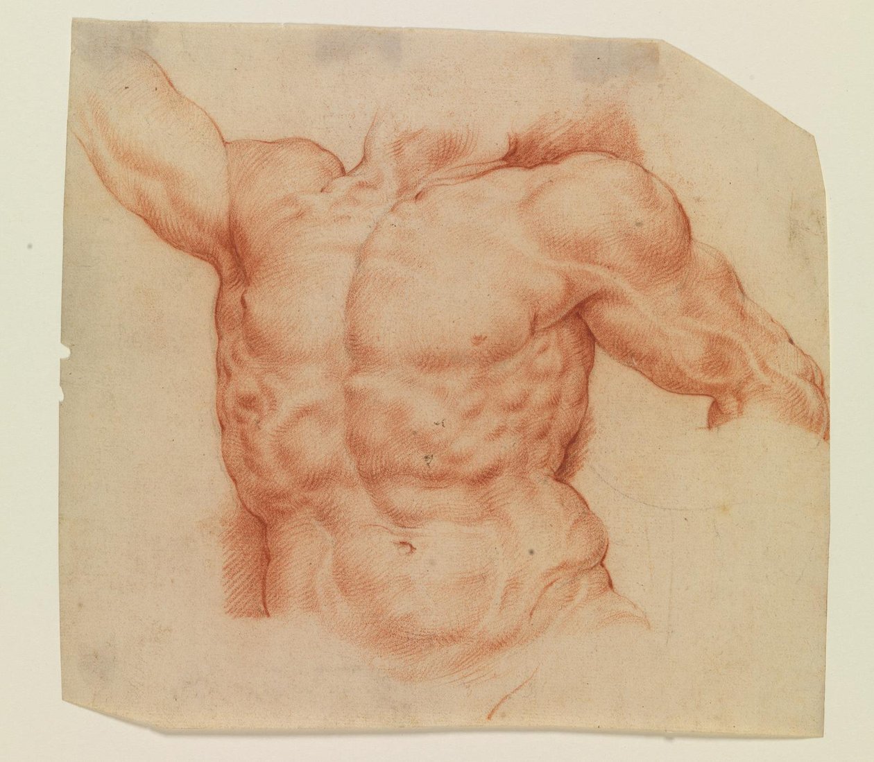 Vista frontale del torso di Laocoonte da Willem Panneels
