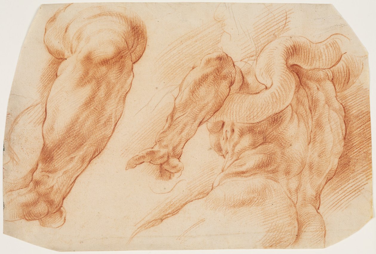 Laocoonte. Studi del braccio sinistro di Laocoonte e del dorso del suo torso visto da sinistra e da sotto da Willem Panneels