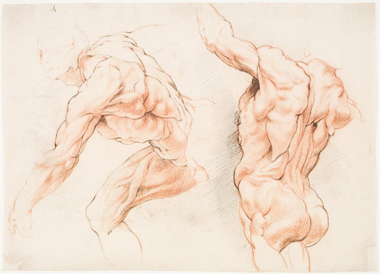 Due studi anatomici di un uomo che si appoggia a sinistra e un altro visto da dietro con il braccio alzato (écorché) da Willem Panneels