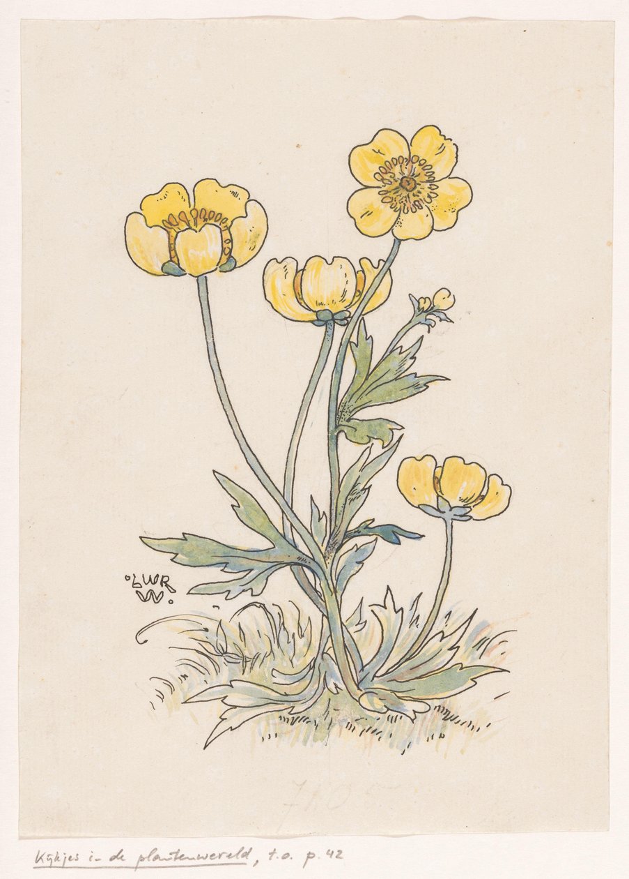 Ranuncoli da Ludwig Willem Reymert Wenckebach