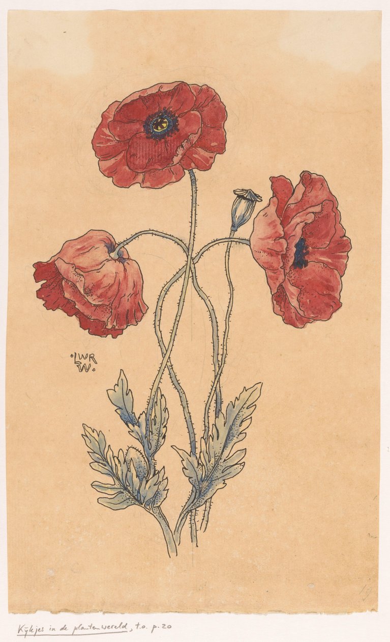Papaveri da Ludwig Willem Reymert Wenckebach