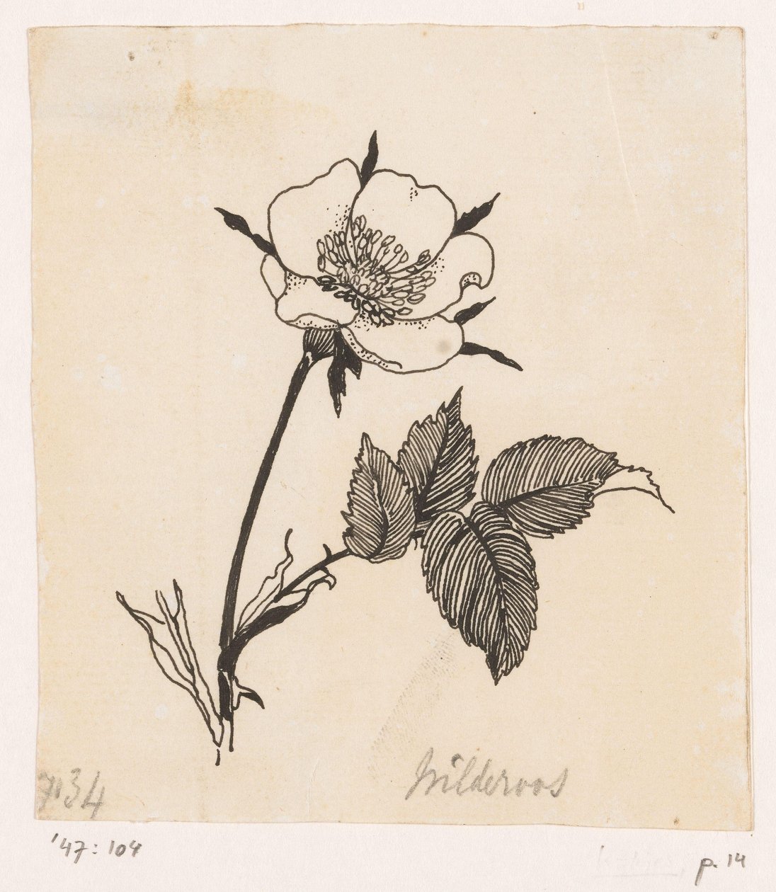 Rosa selvatica da Willem Wenckebach
