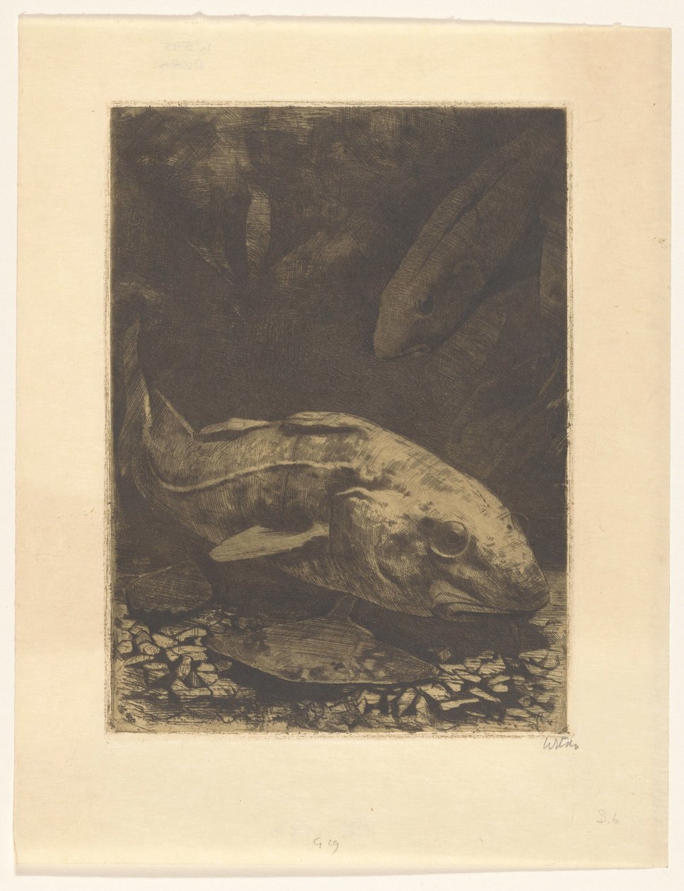 Pesci e piante acquatiche da Willem Witsen (signed by artist)