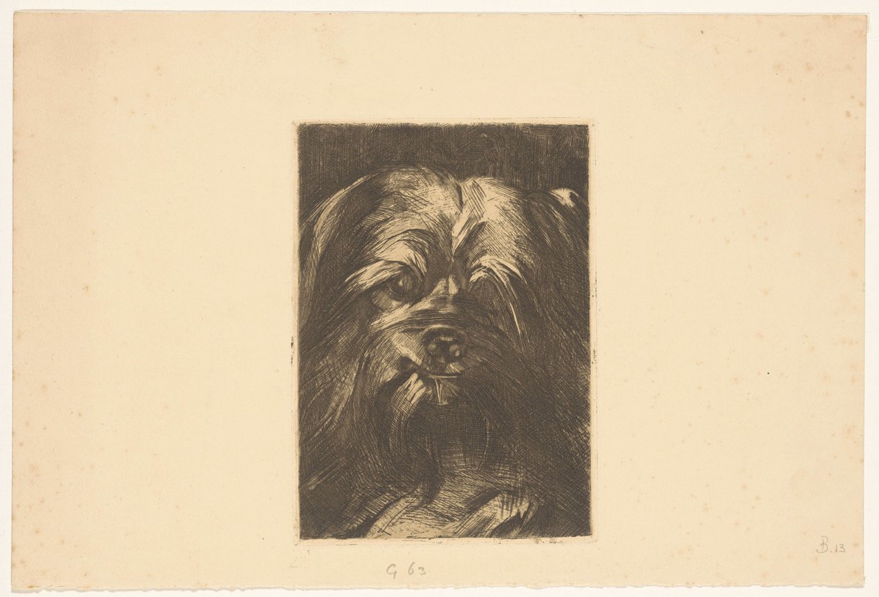 Cane Phoebus da Willem Arnoldus Witsen