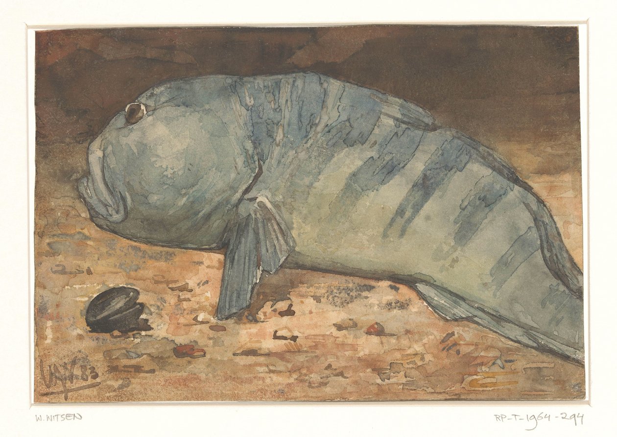 Vista laterale di un pesce da Willem Arnoldus Witsen