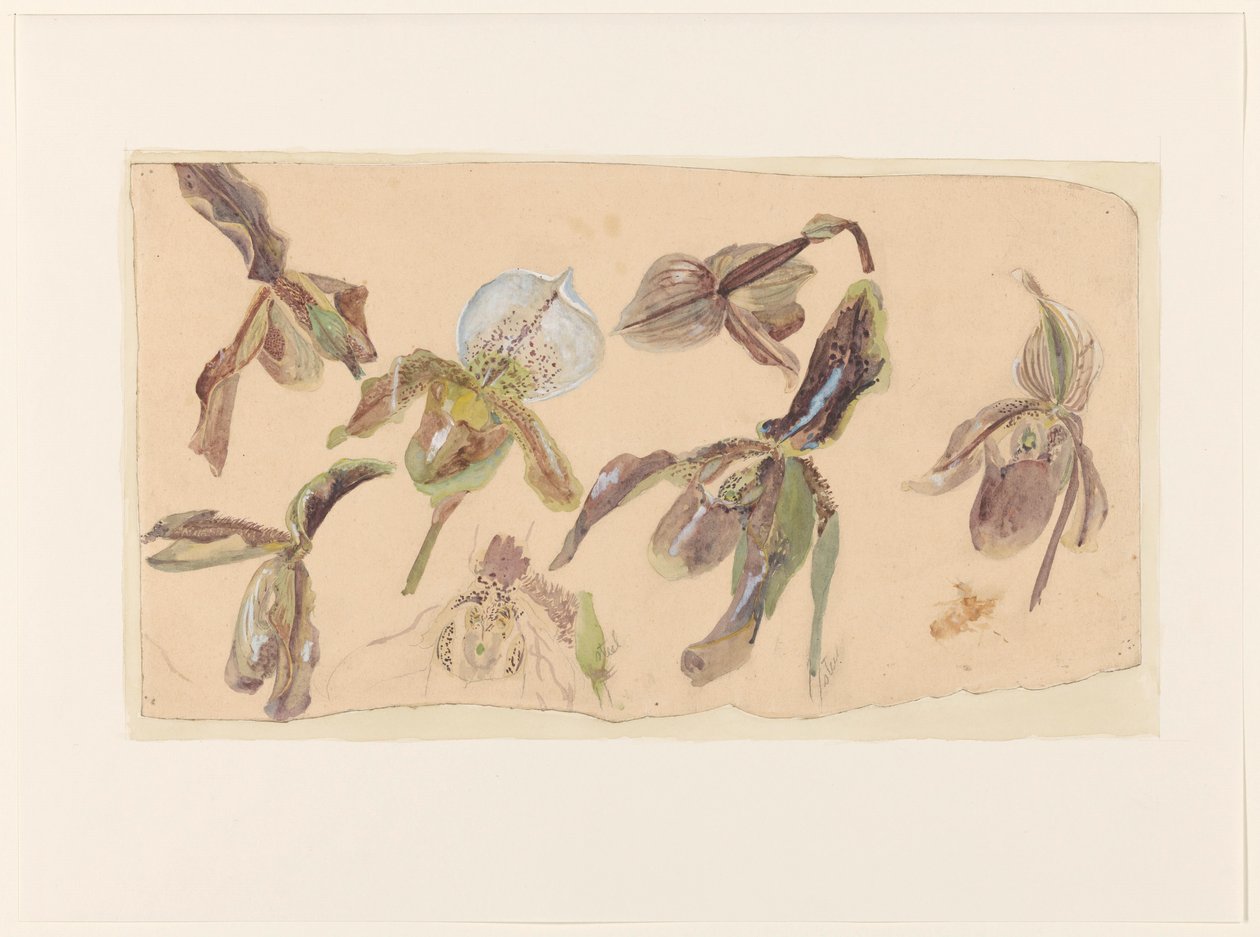 Sette studi di orchidee da Willem van Konijnenburg