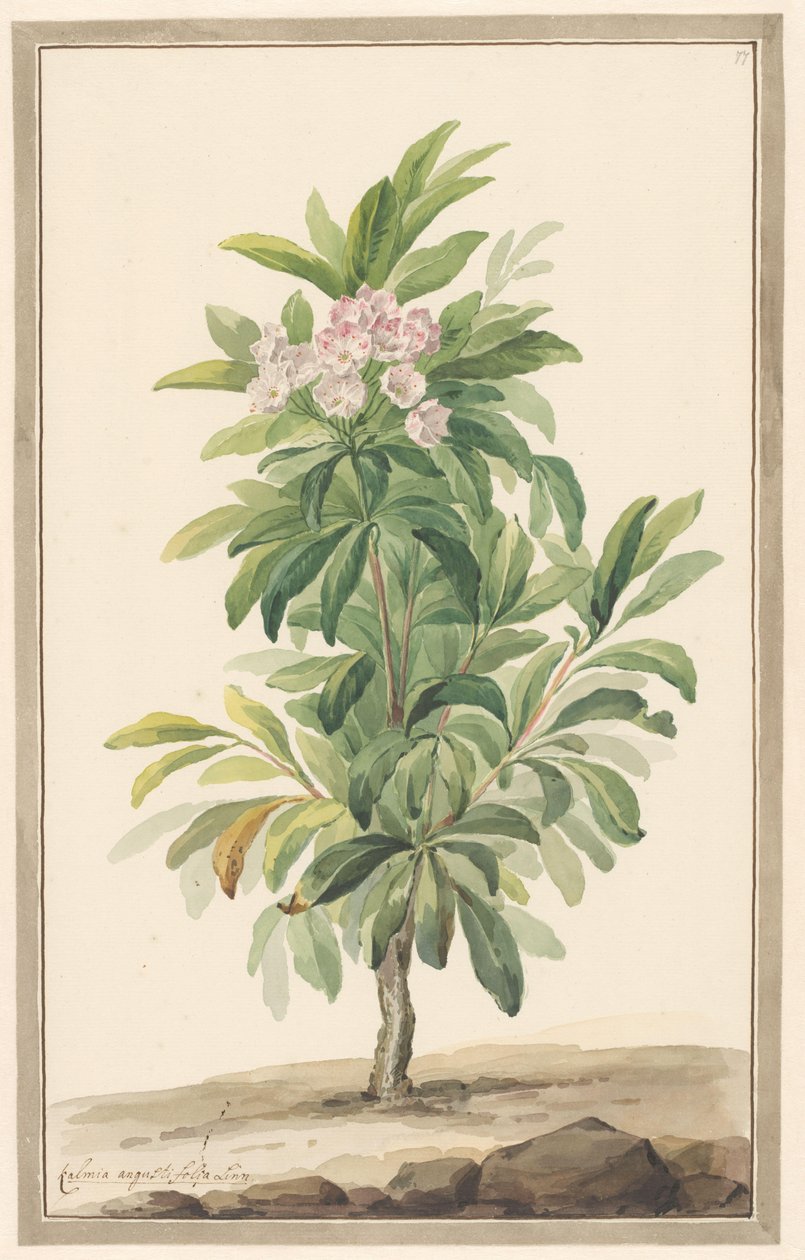 Kalmia Angustifolia in un paesaggio da Willem van Leen (attributed to)
