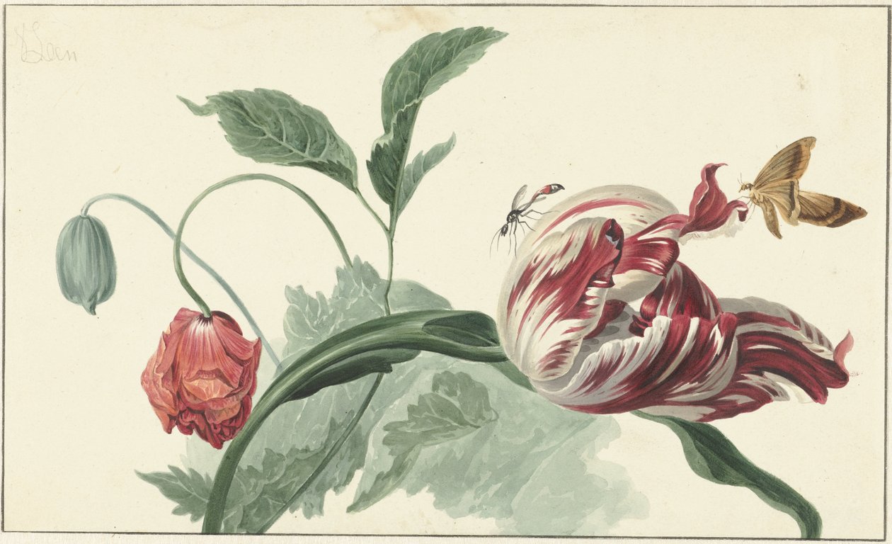 Tulipano e un Papavero da Willem van Leen (attributed to)