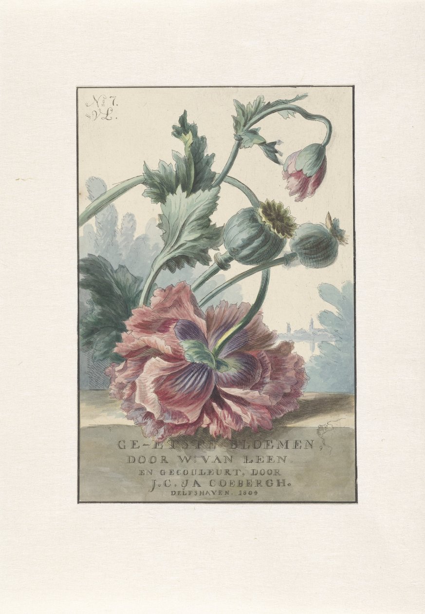Papaveri da Willem van Leen