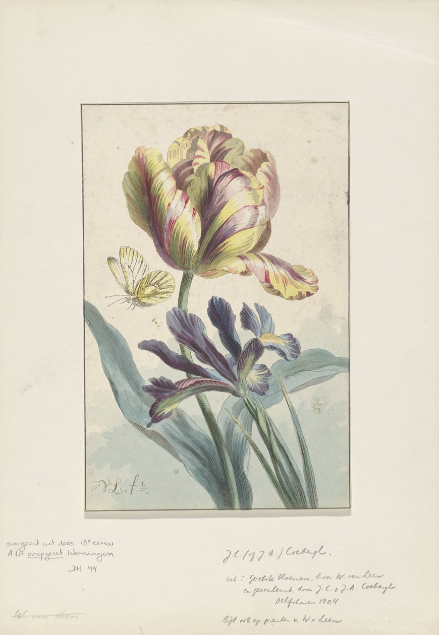 Tulipano e iris da Willem van Leen