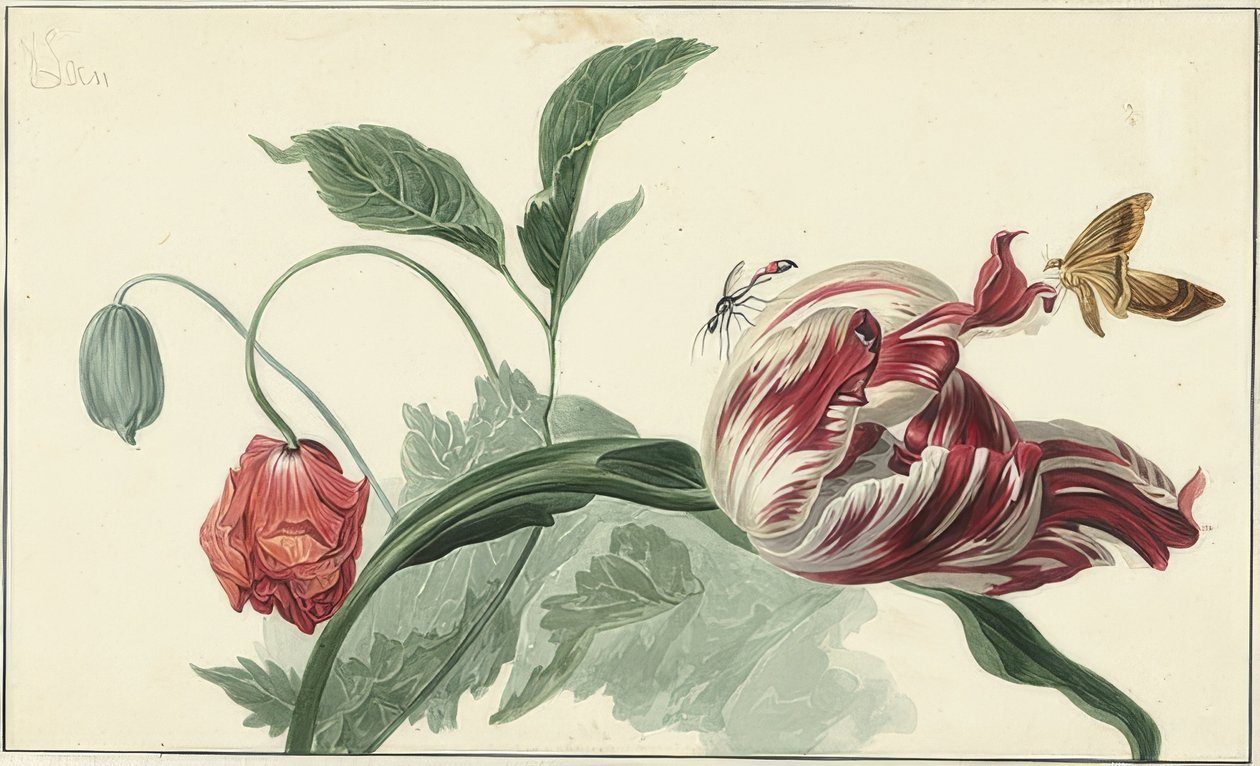 Tulipano e papavero da Willem van Leen