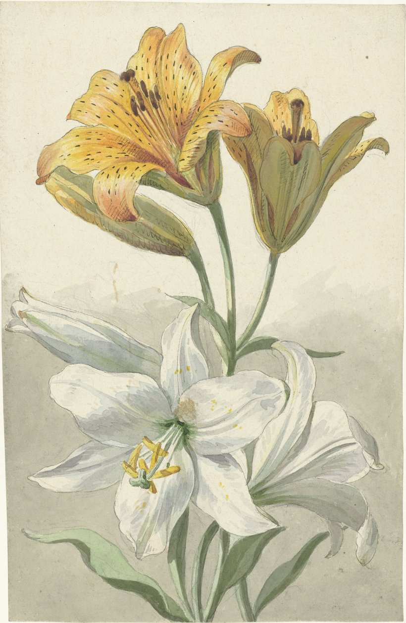 Gigli gialli e bianchi da Willem van Leen