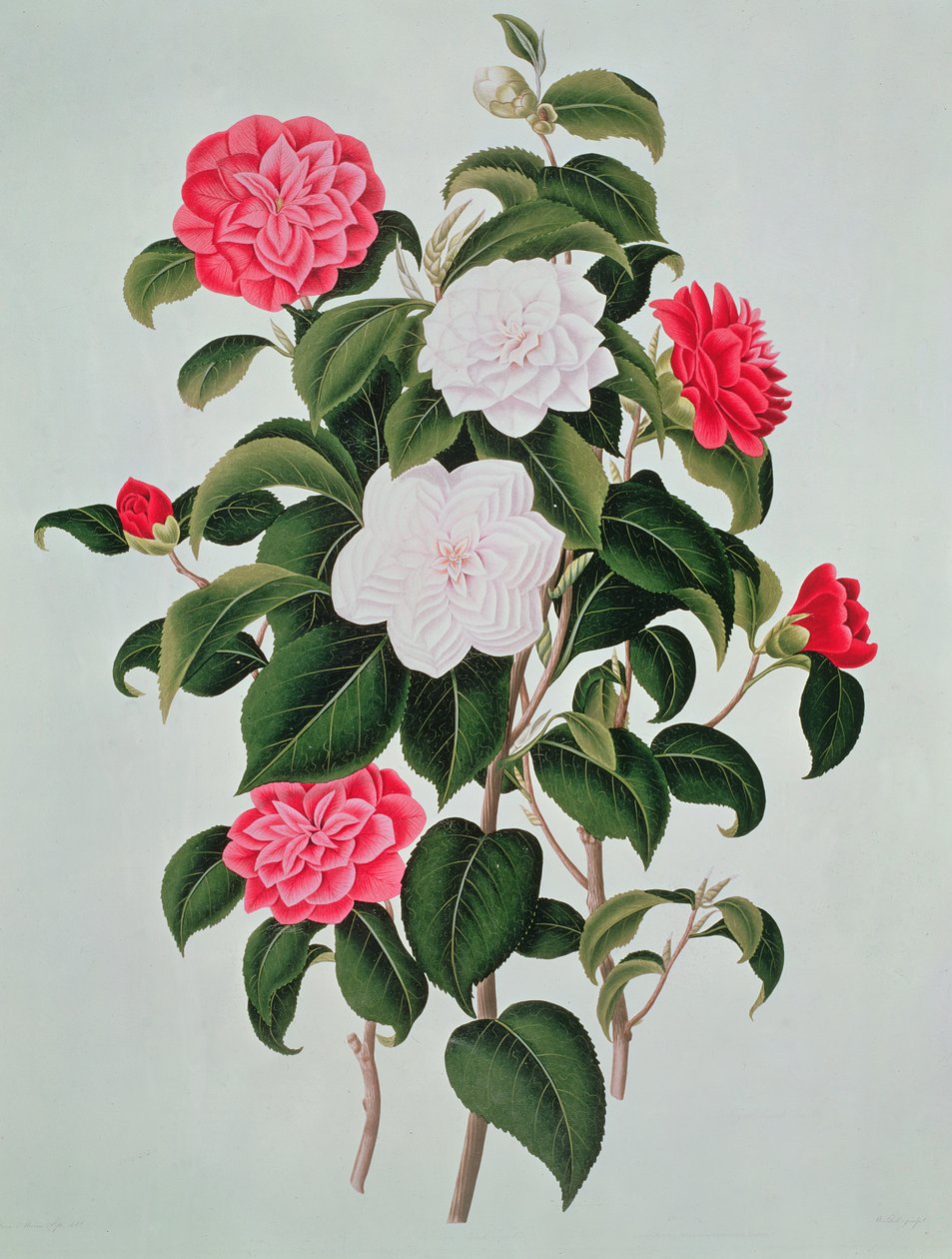 Camellia Japonica, da 