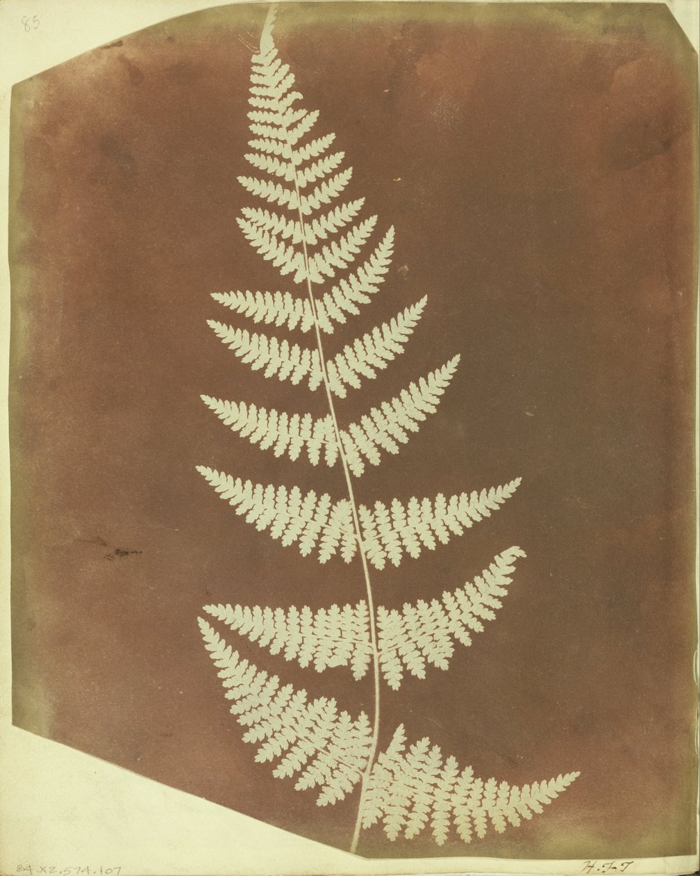 Felce di Buckler da William Henry Fox Talbot