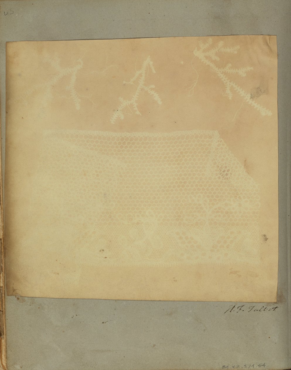 Un frammento di pizzo con tre rametti di muschio da William Henry Fox Talbot