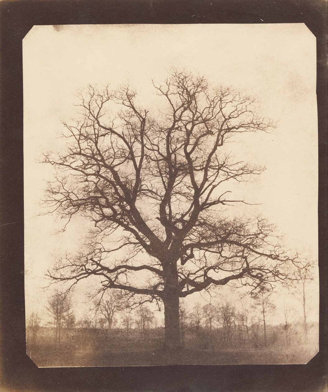 Una Quercia in Inverno da William Henry Fox Talbot