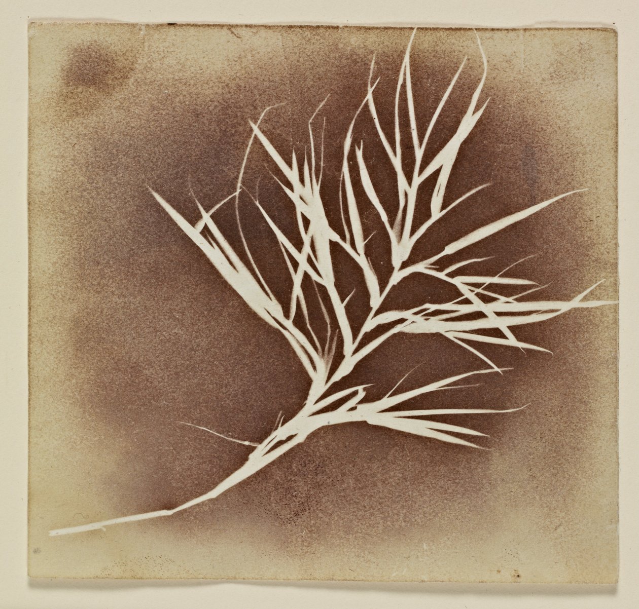 Disegno fotogenico di una pianta da William Henry Fox Talbot