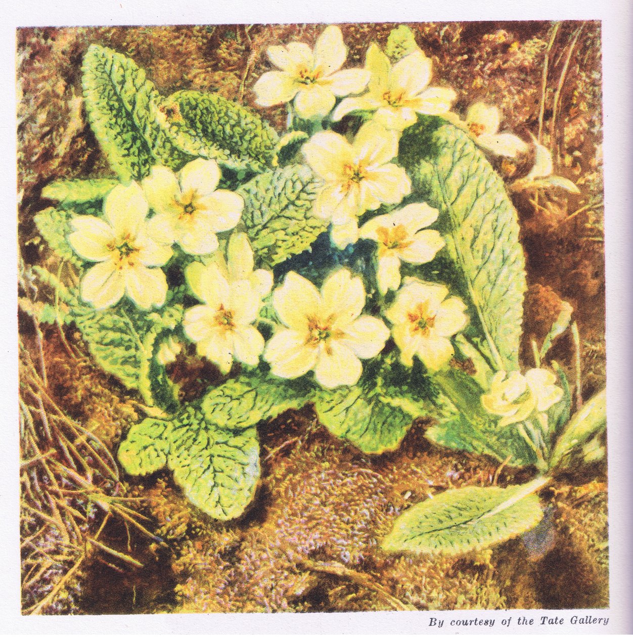 Primule, Natura in Gran Bretagna pubblicata da Collins, 1946 da William Henry Hunt