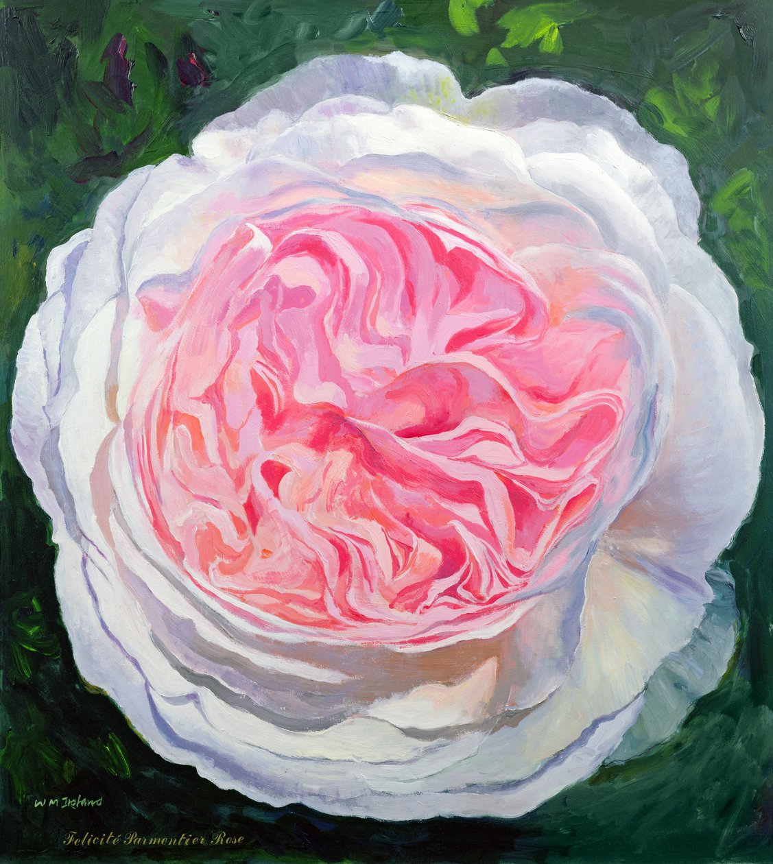 Rosa vittoriana da William Ireland