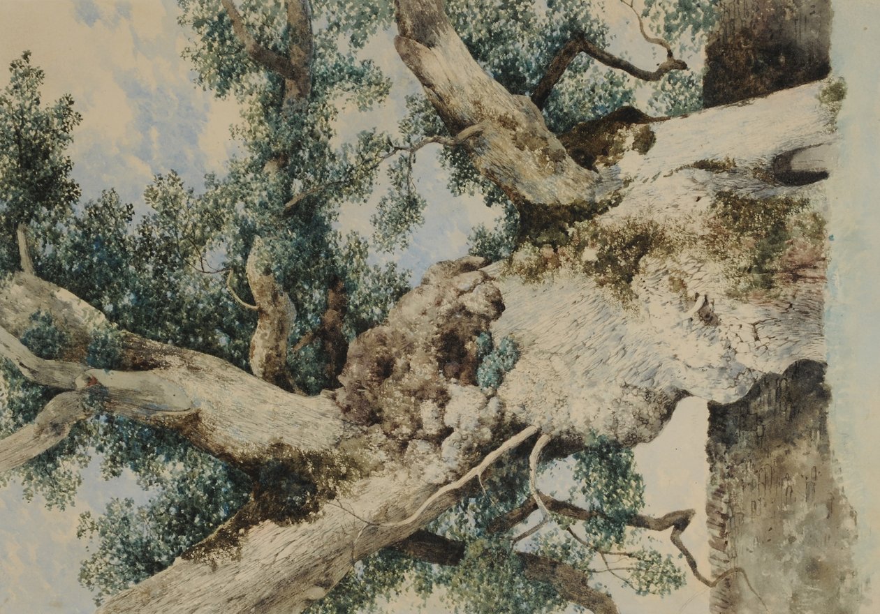 Studio per Albero nel Rookery da William James Blacklock