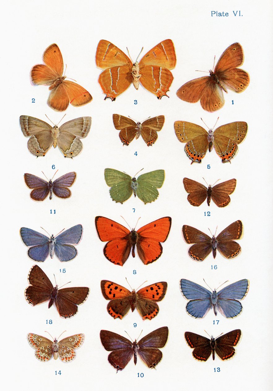 Diversi tipi di farfalle, illustrazione dal libro Farfalle, falene e altri insetti e creature della campagna, pubblicato 1927 da William Samuel Furneaux