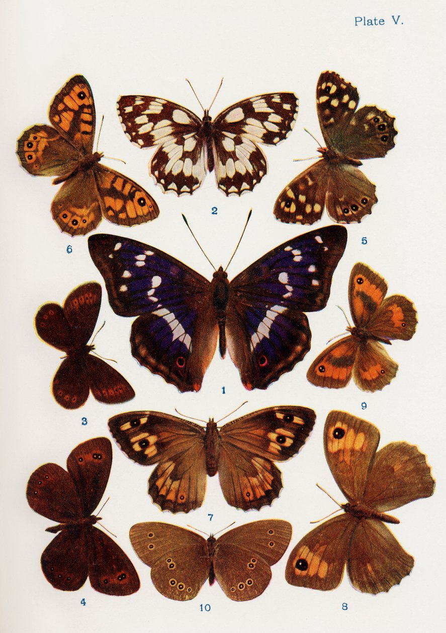 Diversi tipi di farfalle, illustrazione dal libro Farfalle, falene e altri insetti e creature della campagna, pubblicato 1927 da William Samuel Furneaux