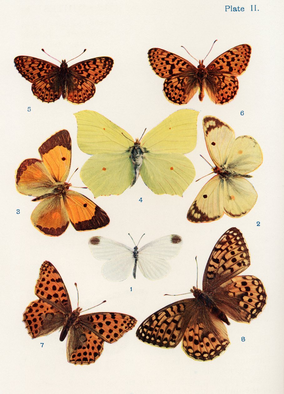Diversi tipi di farfalle, illustrazione dal libro Farfalle, falene e altri insetti e creature della campagna, pubblicato 1927 da William Samuel Furneaux