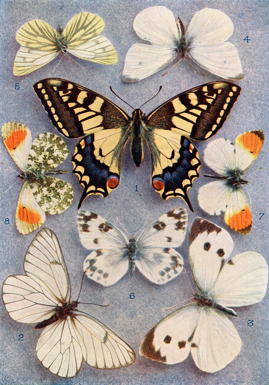 Diversi tipi di farfalle, illustrazione dal libro Farfalle, falene e altri insetti e creature della campagna, pubblicato 1927 da William Samuel Furneaux