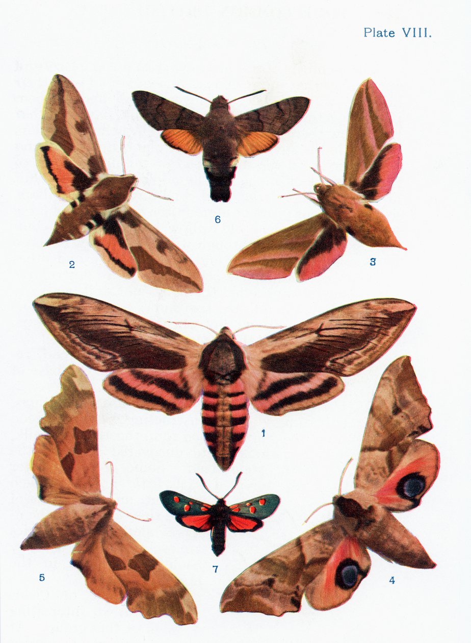 Diversi tipi di falene, illustrazione dal libro Farfalle, falene e altri insetti e creature della campagna, pubblicato 1927 da William Samuel Furneaux