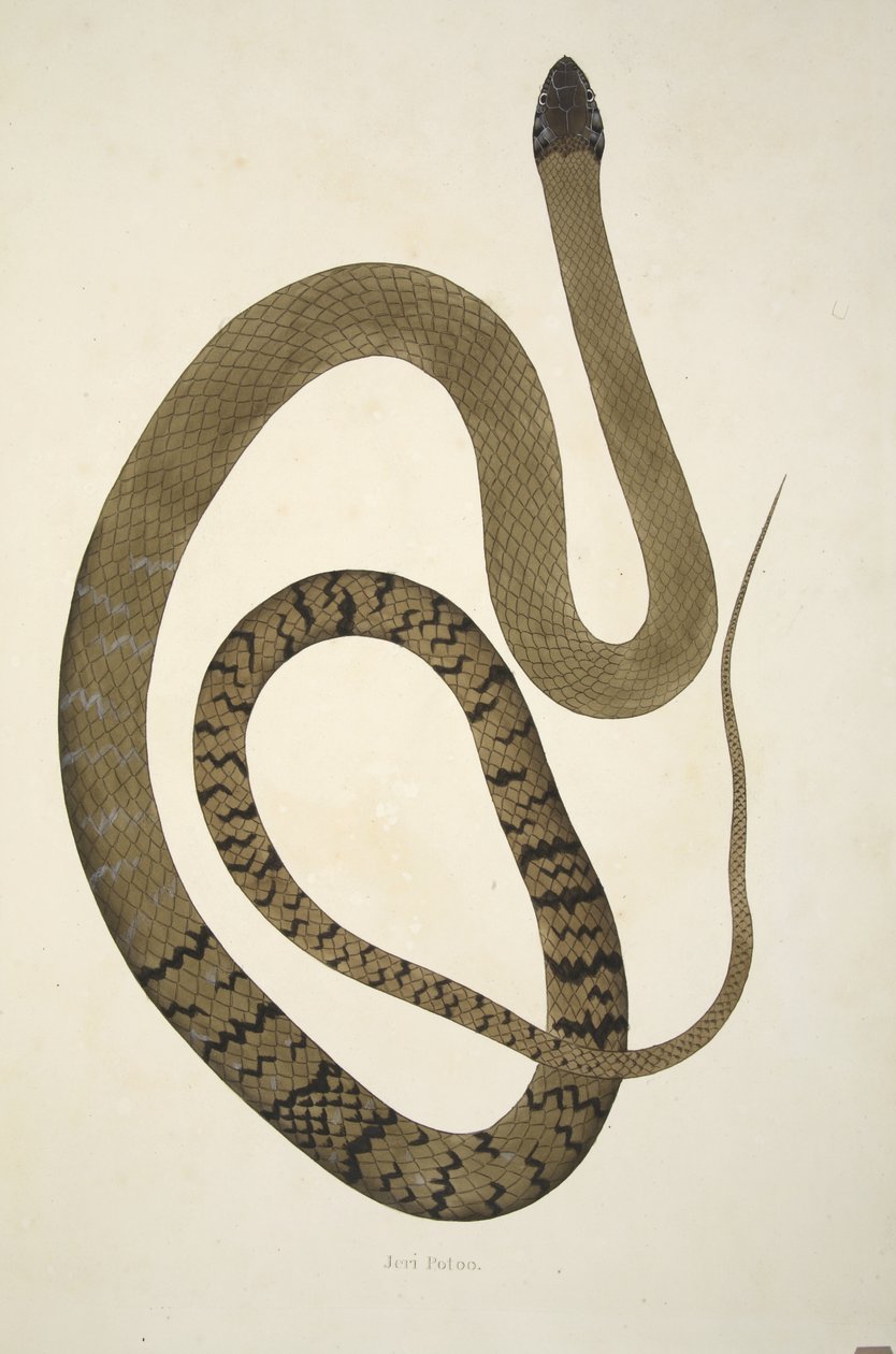 Jeri Potoo, da un resoconto dei serpenti indiani raccolti sulla costa di Coromandel, pub. 1796 (incisione colorata a mano) da William Skelton