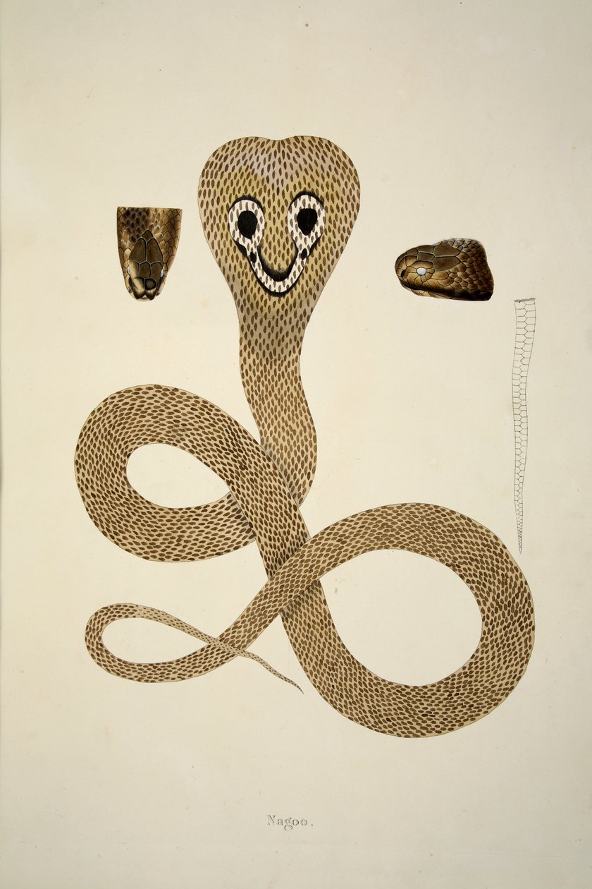 Nagoo, da un resoconto dei serpenti indiani raccolti sulla costa di Coromandel, pub. 1796 (incisione colorata a mano) da William Skelton