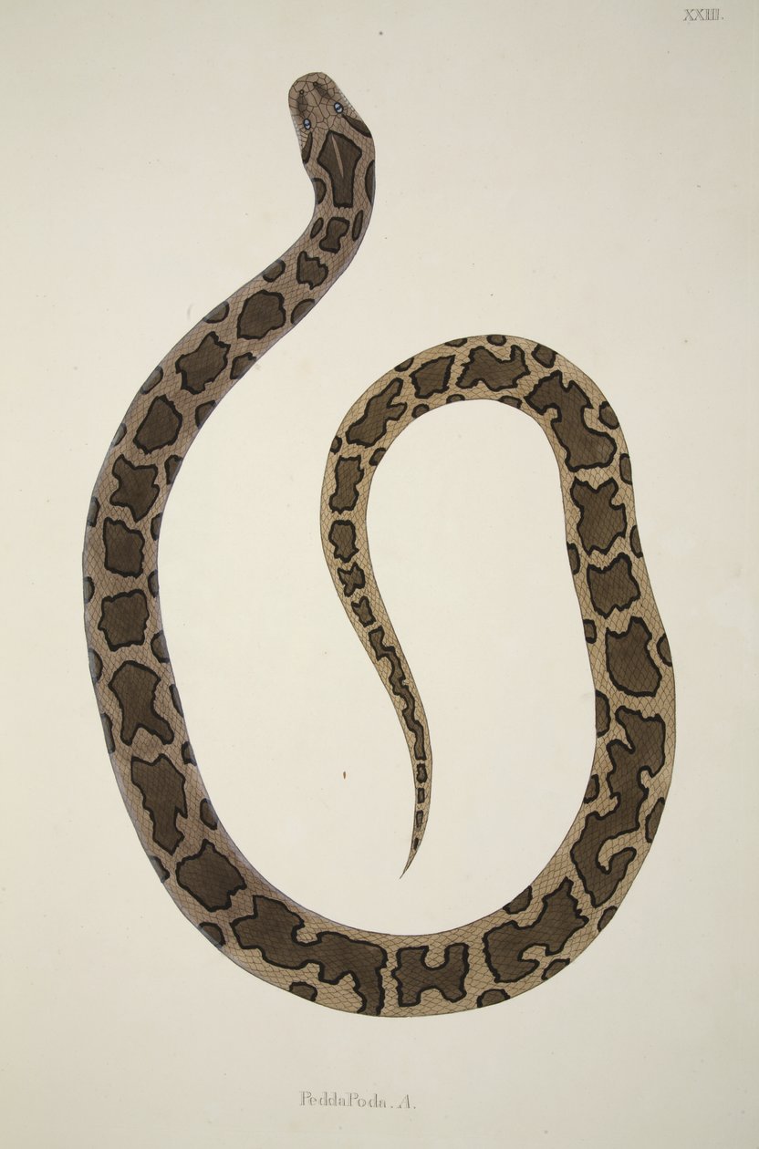 Pedda Poda. A., da un resoconto dei serpenti indiani raccolti sulla costa di Coromandel, pub. 1796 (incisione colorata a mano) da William Skelton