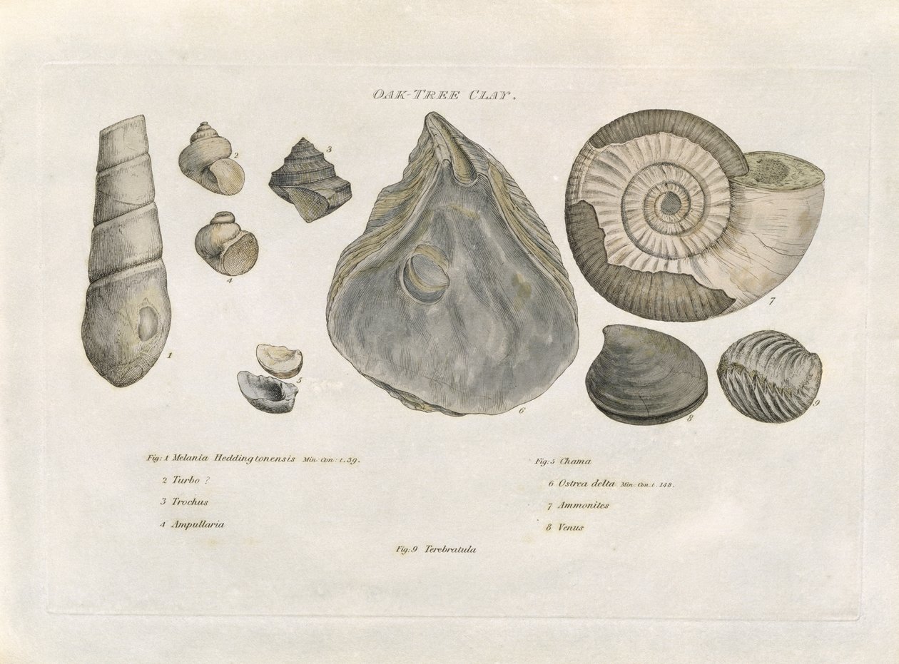 Fossili di Argilla di Quercia, illustrazione da 