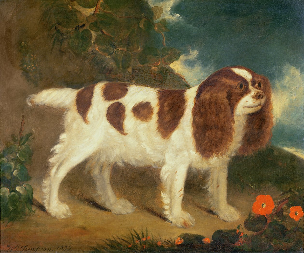 Spaniel Re Carlo da William Thompson
